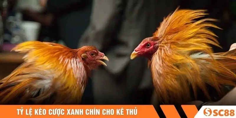 Tỷ lệ kèo cược xanh chín cho kê thủ